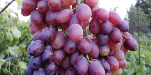 Prednosti i štete kišmiša zelenog i crnog grožđa